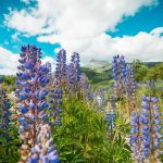 Floriterapija: Izaberi svoj cvet, reći ću ti ko si